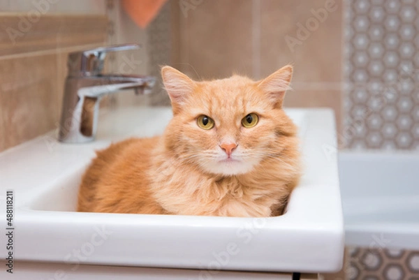 Obraz The red cat lies in the sink in the bathroom 