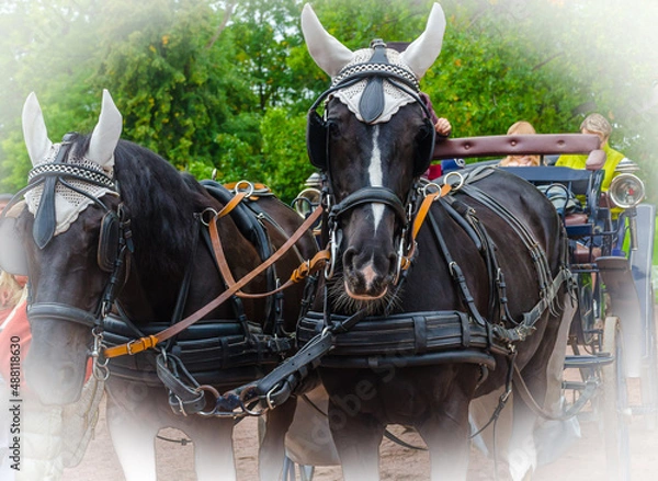 Obraz A pair of black horses in a beautiful bridle harnessed to a cart waiting for riders