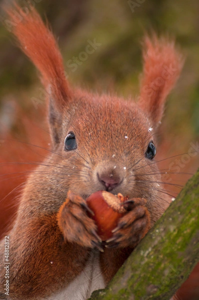 Obraz Squirrel