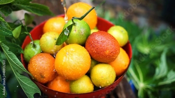 Fototapeta Oranges, mandarins, limes are in the bowl while water is pouring to it green fresh leaves in the background colors are bright orange green yellow red some fruits have branches 