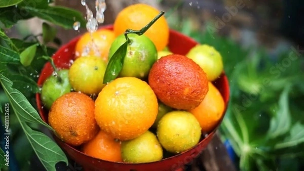 Fototapeta Oranges, mandarins, limes are in the bowl while water is pouring to it green fresh leaves in the background colors are bright orange green yellow red some fruits have branches 