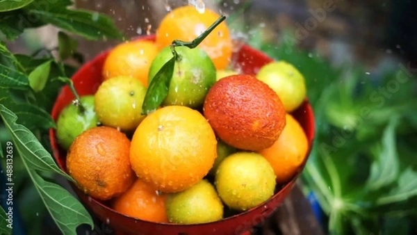 Fototapeta Oranges, mandarins, limes are in the bowl while water is pouring to it green fresh leaves in the background colors are bright orange green yellow red some fruits have branches 