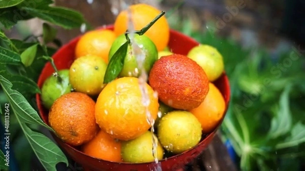 Fototapeta Oranges, mandarins, limes are in the bowl while water is pouring to it green fresh leaves in the background colors are bright orange green yellow red some fruits have branches 