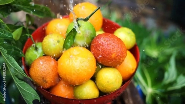 Fototapeta Oranges, mandarins, limes are in the bowl while water is pouring to it green fresh leaves in the background colors are bright orange green yellow red some fruits have branches 