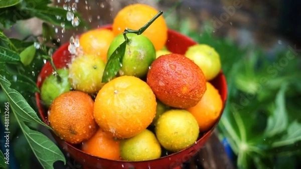 Fototapeta Oranges, mandarins, limes are in the bowl while water is pouring to it green fresh leaves in the background colors are bright orange green yellow red some fruits have branches 