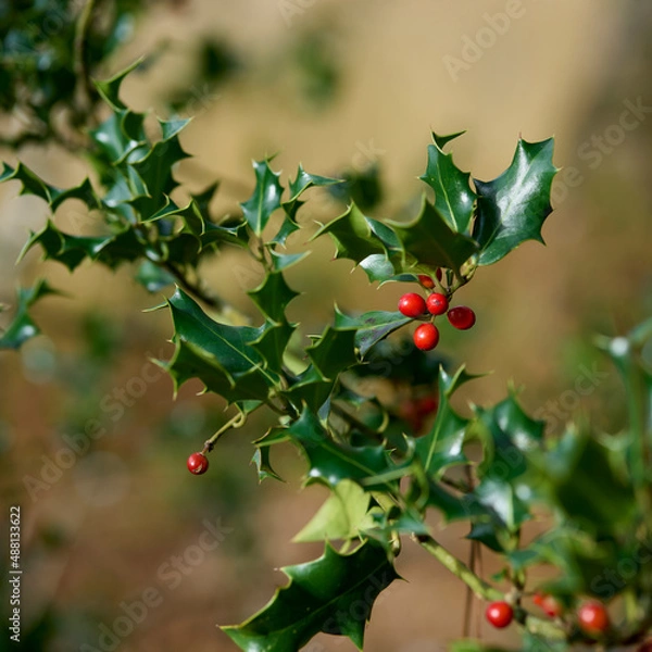 Fototapeta flowering hollybranch