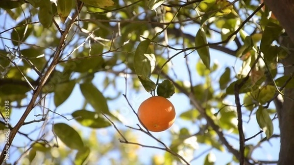 Fototapeta Lone fresh mandarin on the tree branches around blue sky in the background green leaves it's a windy day and you see the movement amazing nature is everywhere environment eco-friendly farming fruit