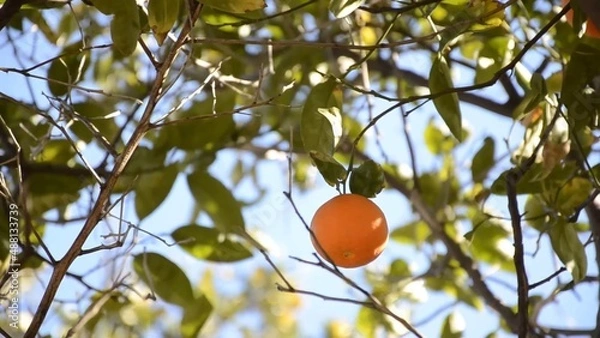 Fototapeta Lone fresh mandarin on the tree branches around blue sky in the background green leaves it's a windy day and you see the movement amazing nature is everywhere environment eco-friendly farming fruit