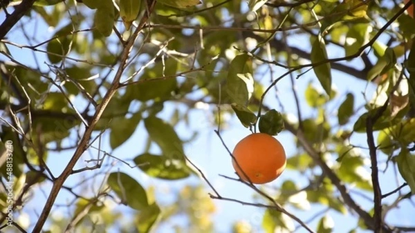 Fototapeta Lone fresh mandarin on the tree branches around blue sky in the background green leaves it's a windy day and you see the movement amazing nature is everywhere environment eco-friendly farming fruit