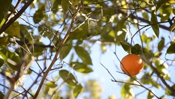 Fototapeta Lone fresh mandarin on the tree branches around blue sky in the background green leaves it's a windy day and you see the movement amazing nature is everywhere environment eco-friendly farming fruit