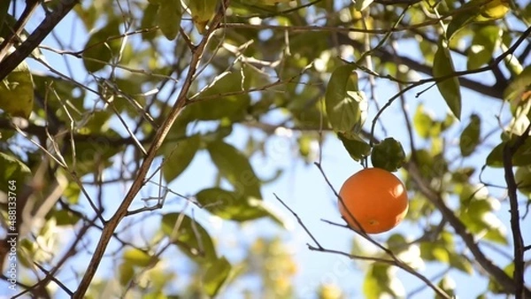 Fototapeta Lone fresh mandarin on the tree branches around blue sky in the background green leaves it's a windy day and you see the movement amazing nature is everywhere environment eco-friendly farming fruit