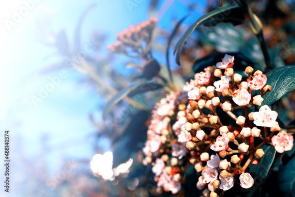 Obraz flowers, Spring blossom close-up, macro