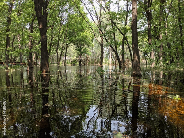 Obraz the trees are flooded by the river
