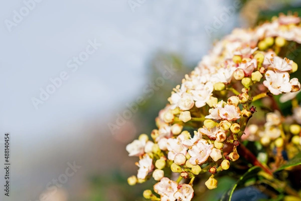 Obraz flowers, Spring blossom close-up, macro