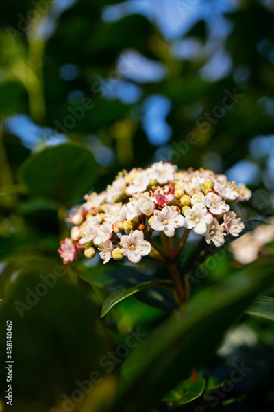 Obraz flowers, Spring blossom close-up, macro