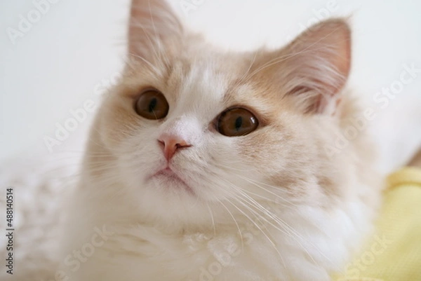 Fototapeta ラガマフィン