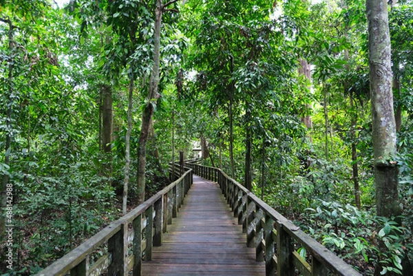 Fototapeta The Sepilok Orang Utan Rehabilitation Centre that located inside the beautiful forest at Sabah.