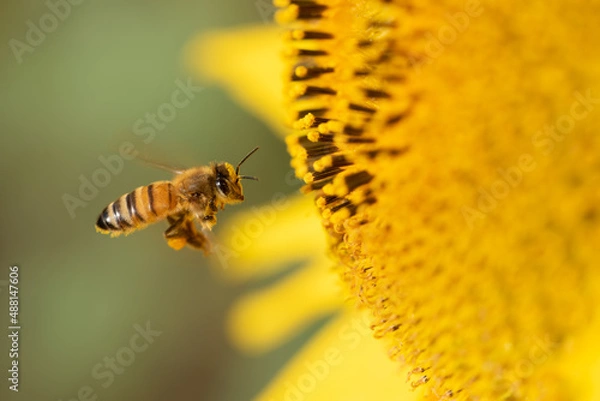 Fototapeta ミツバチ・ひまわり