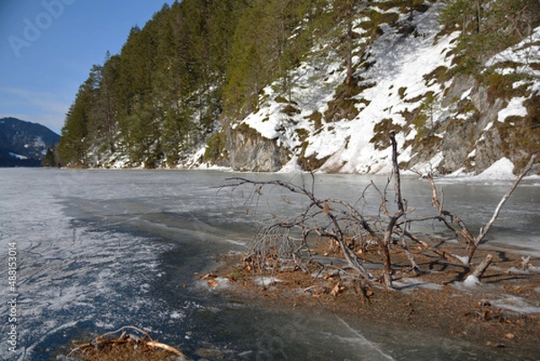Obraz eingefrorener Baum am Weissensee