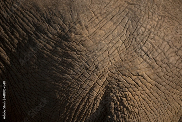 Obraz African wild life.