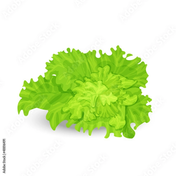 Obraz Green salad