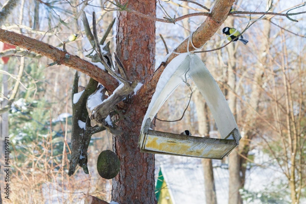 Obraz A bird feeder hangs on a tree in the village yard