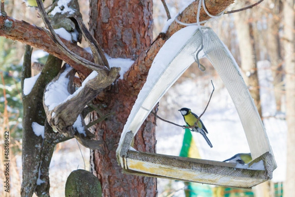 Obraz A bird feeder hangs on a tree in the village yard