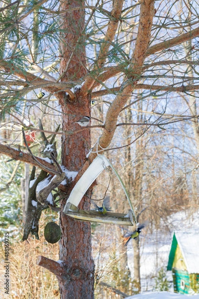 Obraz A bird feeder hangs on a tree in the village yard