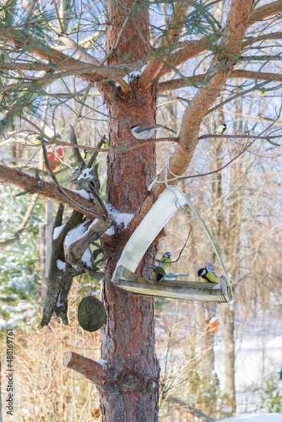 Obraz A bird feeder hangs on a tree in the village yard