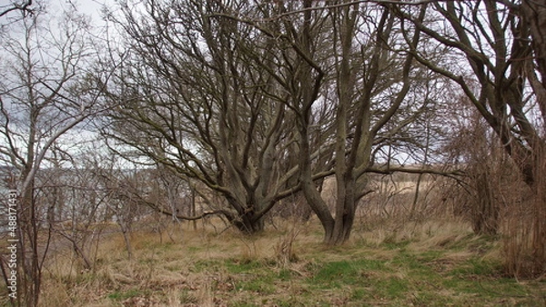 Fototapeta Verästlung