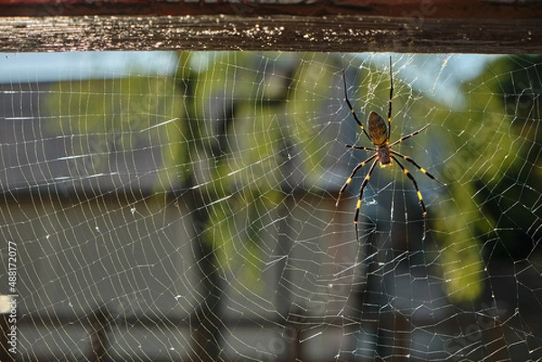 Obraz 蜘蛛と美しい蜘蛛の巣網