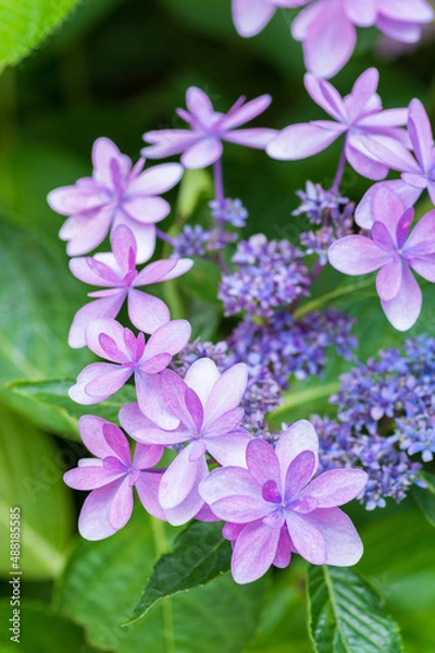 Fototapeta 珍しいアジサイ