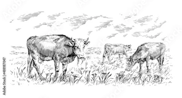 Fototapeta herd of cows is standing nibbling grass sketch engraving illustration style