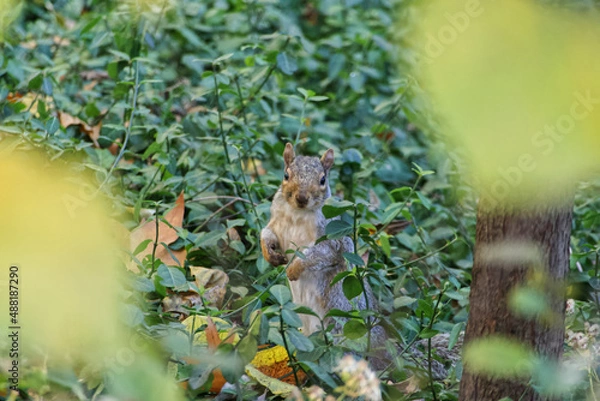 Obraz Wild aggressiv Animal 