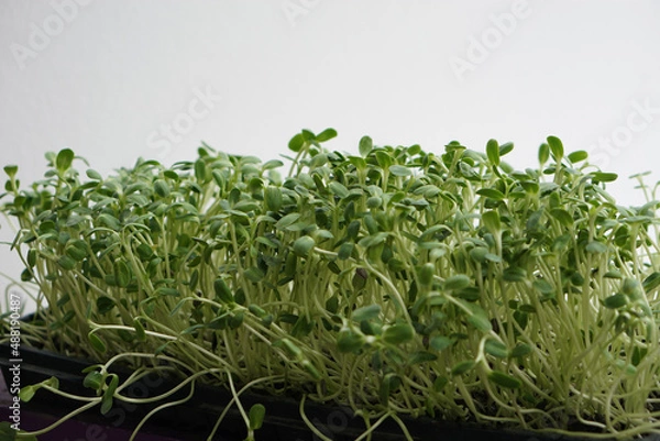 Fototapeta Selective focus on green sunflower sprouts on seeding tray.    