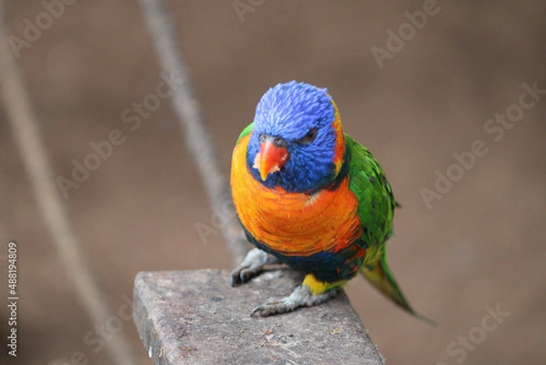 Fototapeta rainbow lorikeet on a tree