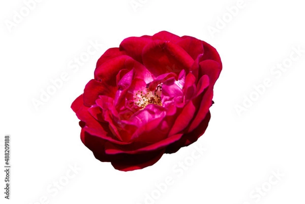 Obraz red rose isolated on white background