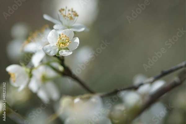 Obraz Fleurs de prunier