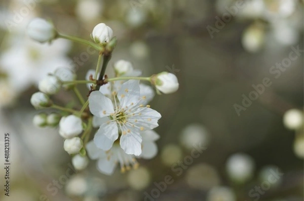 Obraz Fleurs de prunier