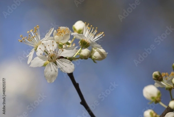 Obraz Fleurs de prunier