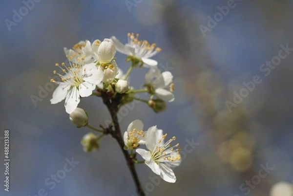 Obraz Fleurs de prunier