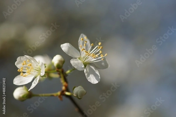 Obraz Fleurs de prunier