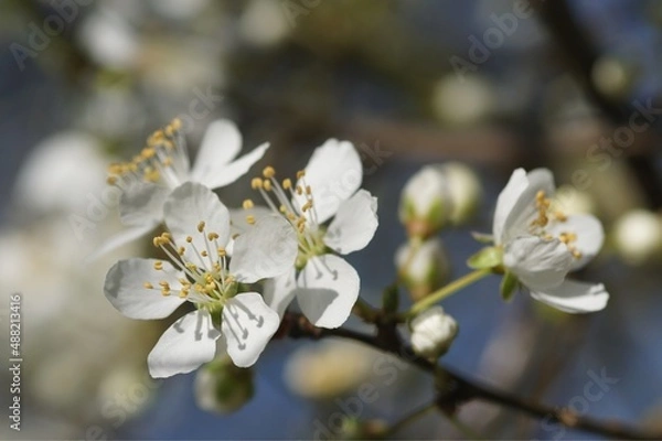 Fototapeta Fleurs de prunier