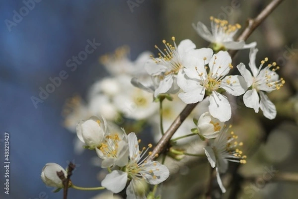 Obraz Fleurs de prunier