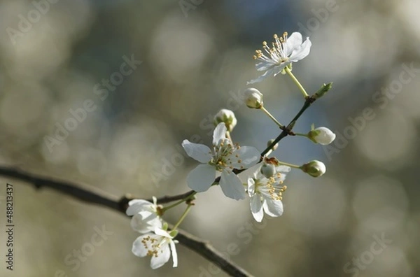 Obraz Fleurs de prunier
