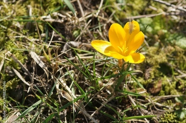 Obraz Crocus