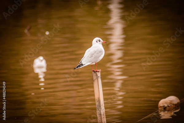 Obraz Oiseau sur poteau