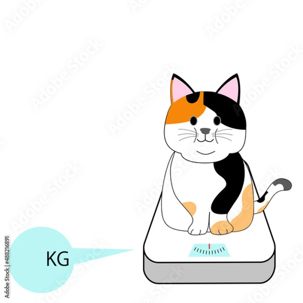 Fototapeta A fat calico cat on a scale with a white background