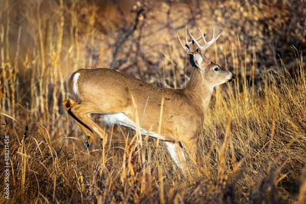 Fototapeta Running Buck
