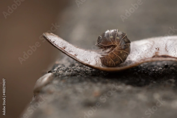 Fototapeta Kulanka (Armadillidium) on a green stalk